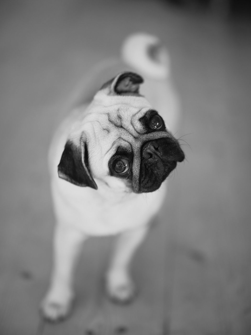 pug dog portrait
